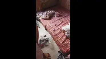 Main Ke Kamar Pacar Malah Ngentot Panas Amatir poster